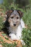 FOX TERRIER 234